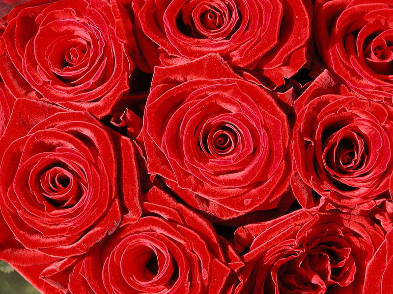 Precious roses for my beautiful friends here, red roses, present, special, bonito, unique, gift, bouquet, friendship, entertainment, love, siempre, precious, passion, arrangement, fashion, magnificent, HD wallpaper