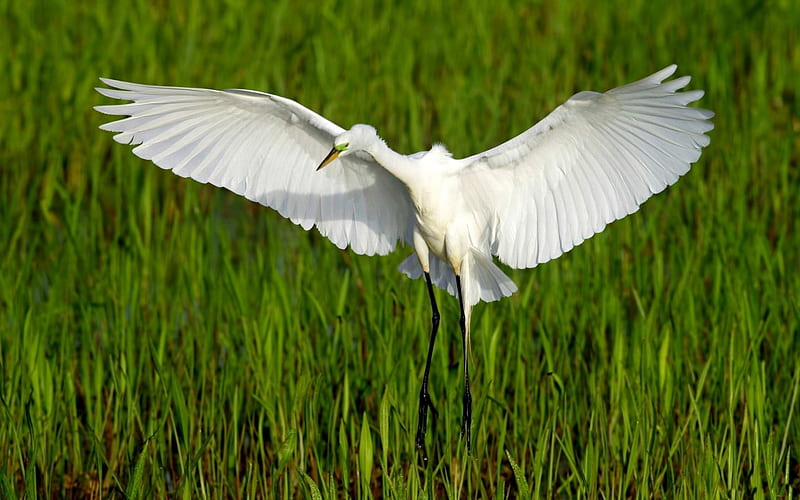 *** White Heron ***, birds, white, heron, animals, HD wallpaper