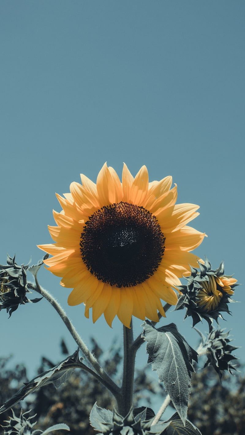 Flor del sol, floración, flores, pétalos, girasol, Fondo de pantalla de  teléfono HD | Peakpx