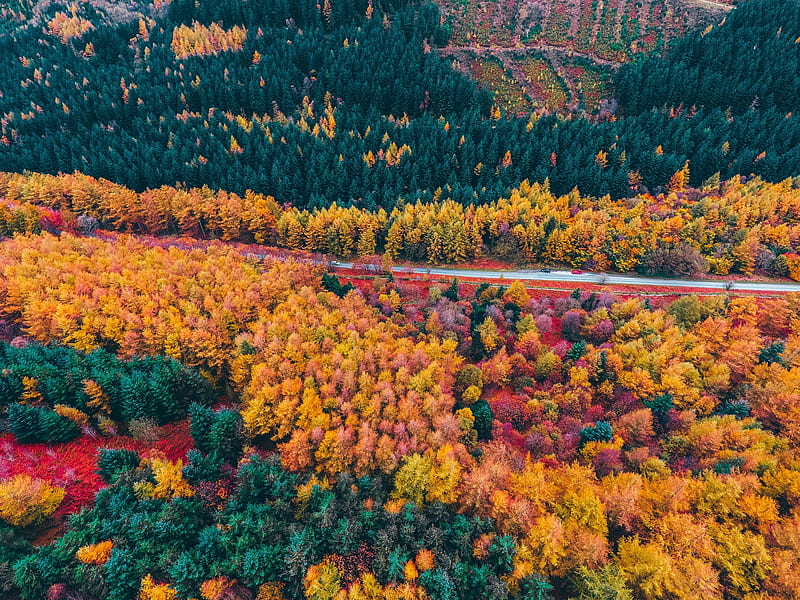 forest, road, aerial view, trees, autumn, HD wallpaper
