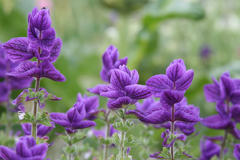 Close-up of Salvia, purple, salvia, U, close-up, flowers, herb, nature, HD wallpaper