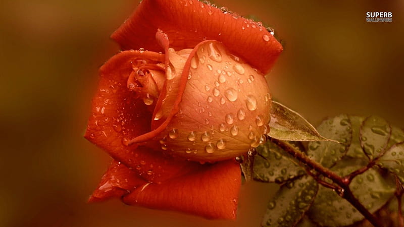 Wet Rose, red, water, wet, flower, roes, HD wallpaper