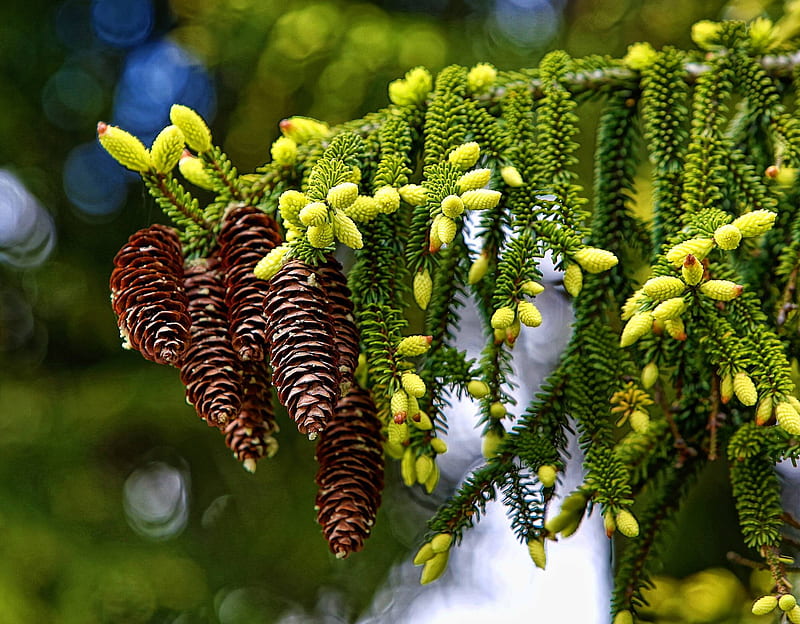 Pine cones, conuri de pin, brown, green, needles, fir, HD wallpaper