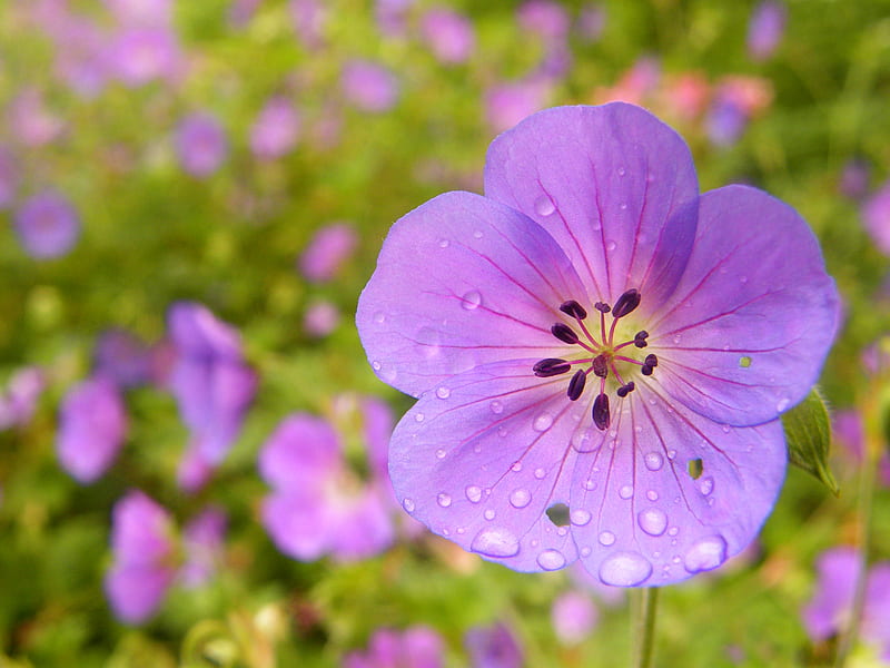 Sắc tím cùng sương mai bao phủ lên những bông hoa xuân, tạo nên một bức tranh tuyệt đẹp của mùa xuân. Hãy xem bức ảnh nền HD này để tận hưởng một khoảnh khắc đầy màu sắc và sống động của thiên nhiên, cùng với cảm giác thư giãn.
