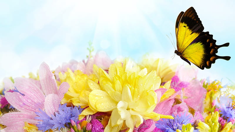 Joyful Flowers, dew, spring, papillion, butterfly, bouquet, shower, flowers, rain, pastel, Firefox Persona theme, HD wallpaper