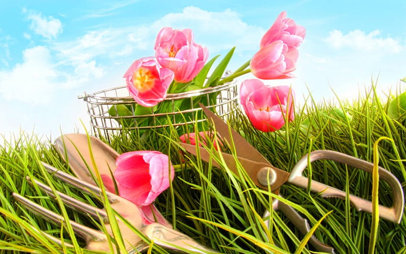 Pink tulips, grass, flowers, garden, tulips, tools, pink, HD wallpaper