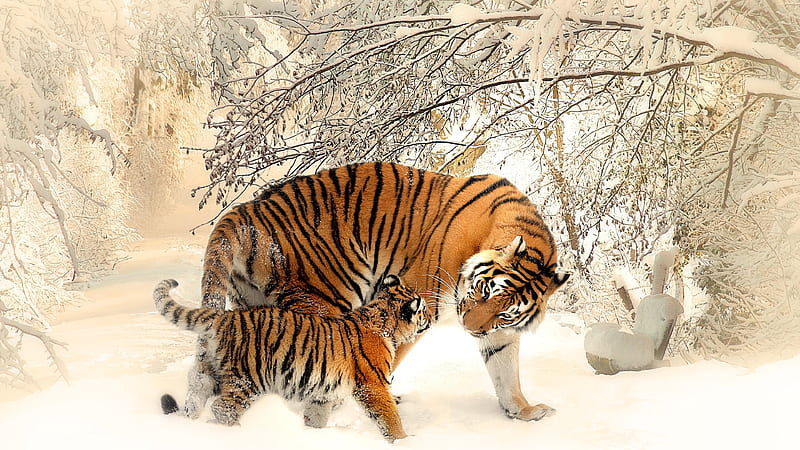 Mother tiger with her cub, big cat, orange, tiger, mother, baby, iarna, winter, cute, cub, tigru, pisica, HD wallpaper