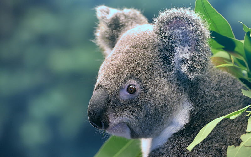 Koala, cute bear cub, portrait, marsupials, Australia, fauna, Phascolarctos cinereus, HD wallpaper