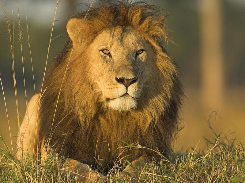 African-Lion-Masai-Mara-Kenya, nice, grass, african, lion, animal, HD wallpaper