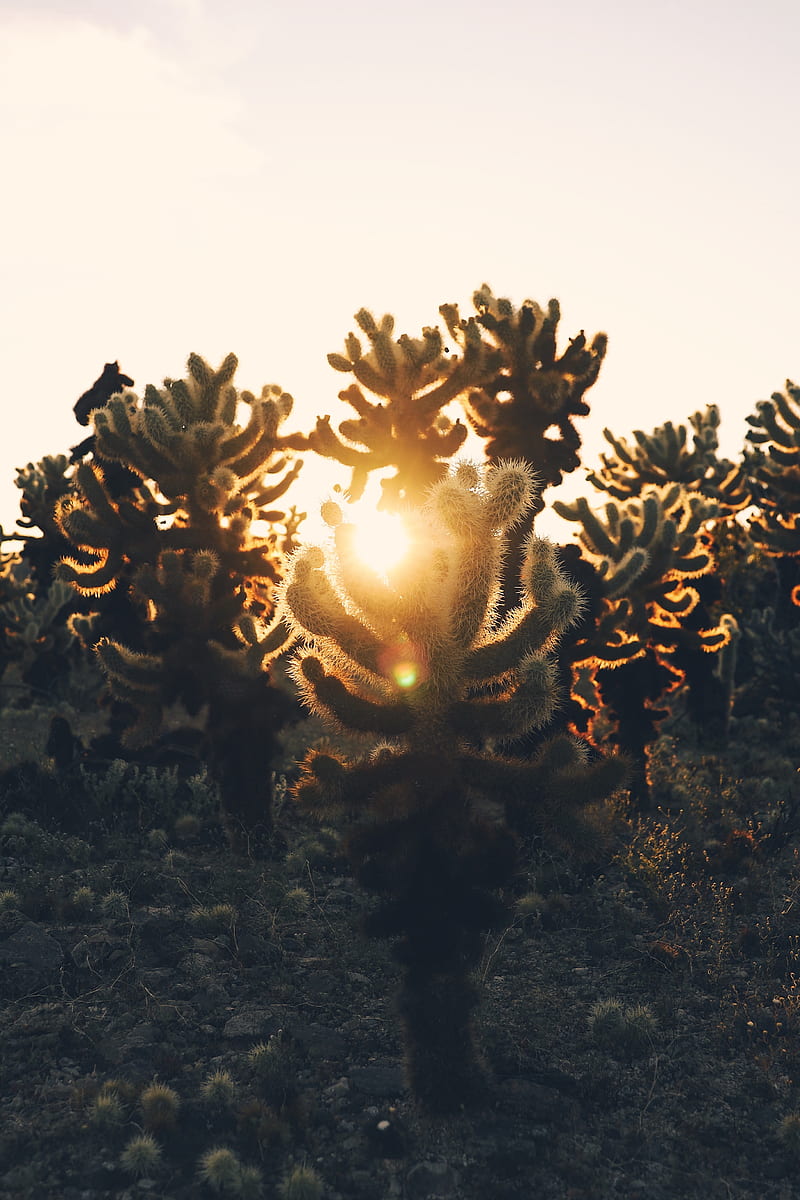 cacti, desert, sunlight, sunset, HD phone wallpaper