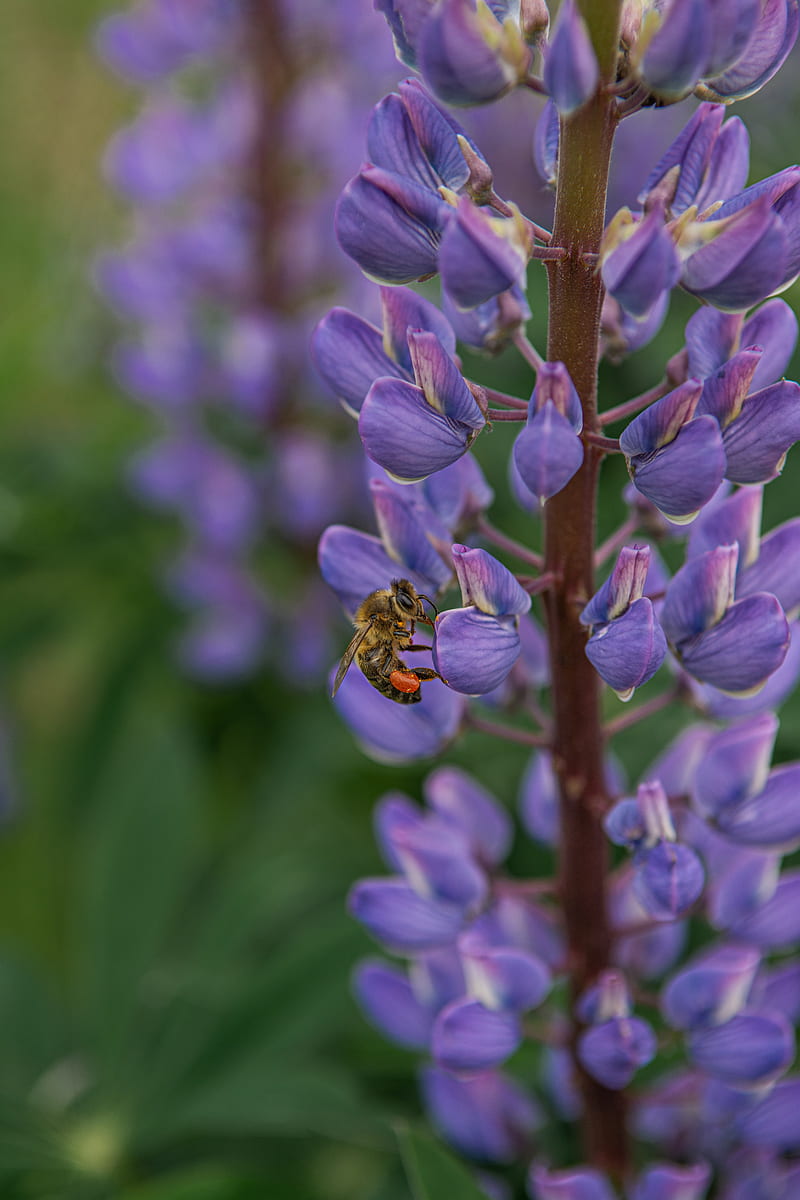 purple lupine, petal, bee, pollination, incests, Flowers, HD phone wallpaper
