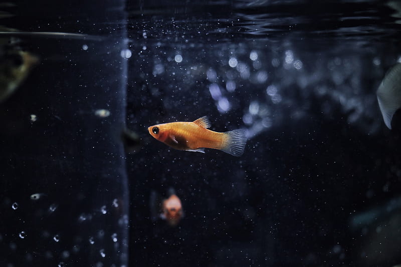 Goldfish, goldfish, fish, animals, HD wallpaper