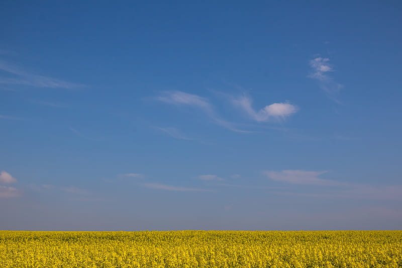field, horizon, flowers, sky, yellow, blue, HD wallpaper