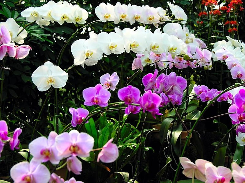The Choir of Orchids, flowers, orchids, white, pink, HD wallpaper