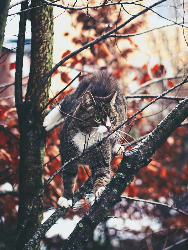 cat, branches, climb, curiosity, walk, HD phone wallpaper