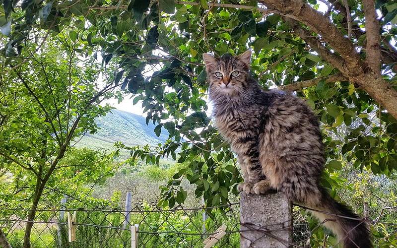 Cat in Italy, tree, cat, animal, Italy, HD wallpaper Cat in Italy, tree, cat, animal, Italy, HD wallpaper