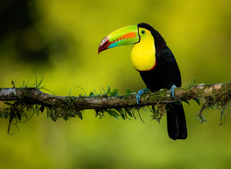 toucan, beak, bird, colorful, branch, HD wallpaper