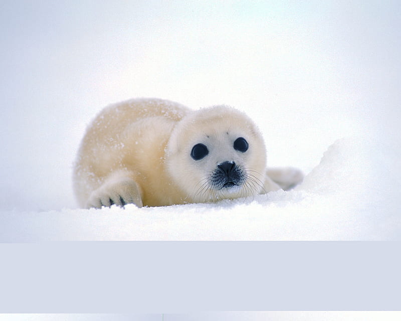 Cute Harp Seal, harp seal, ice, snow, HD wallpaper