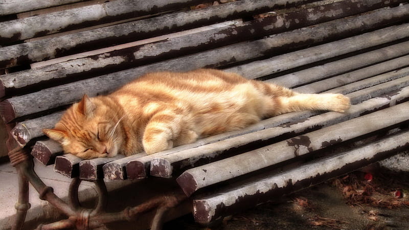 Cute Cat Is Sleeping On Wood Bench Cat, HD wallpaper