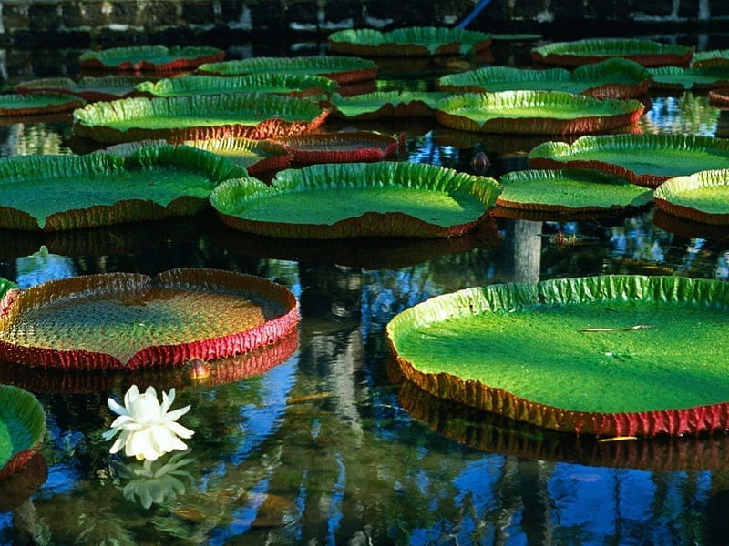 Victoria Regia Water Lily, nice pix, colorful, HD wallpaper