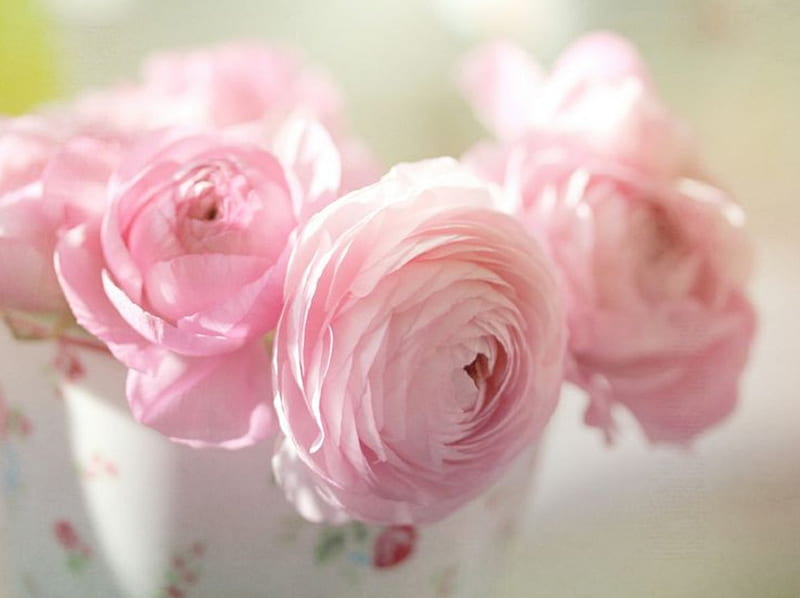 PINK RANUNCULUS IN A VASE, pink flowers, ranunculus, decoration, vase, beauty, HD wallpaper