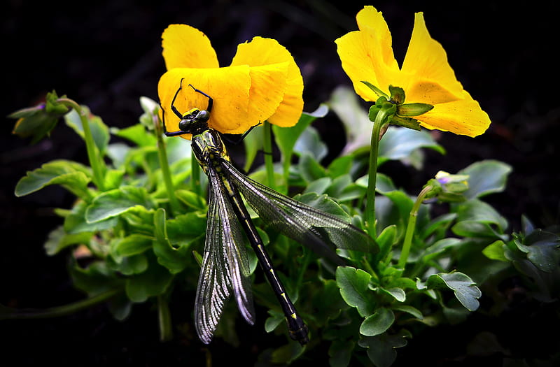 Dragonfly on Yellow Flowers, HD wallpaper