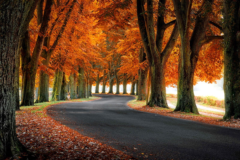 Autumn road, fall, autumn, walk, bonito, season, road, trees, foliage, HD wallpaper