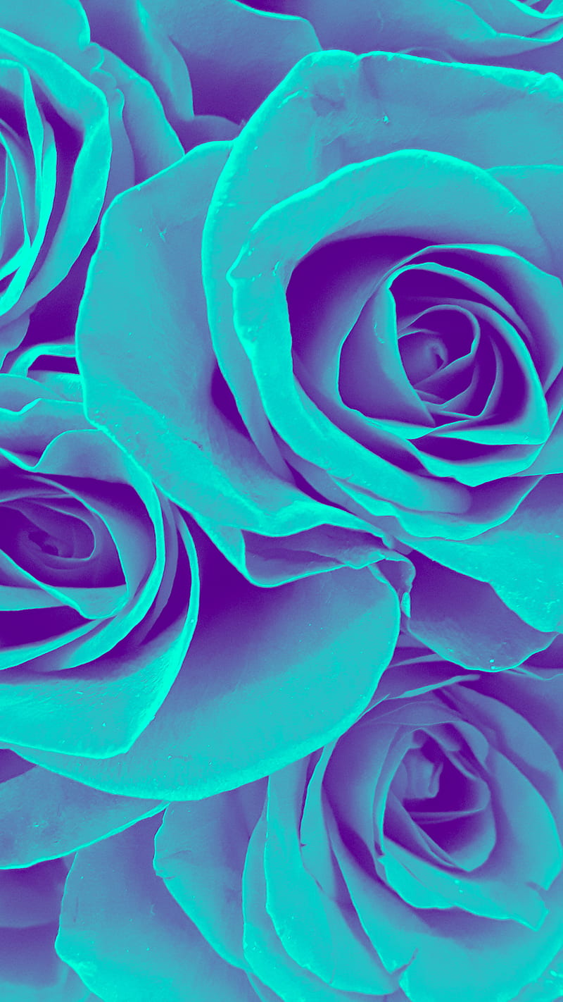 Rosa verde azulado, azul, flores, turquesa, Fondo de pantalla de teléfono  HD | Peakpx