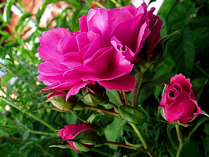 In the garden, expression, new, color, roses, pink, HD wallpaper | Peakpx