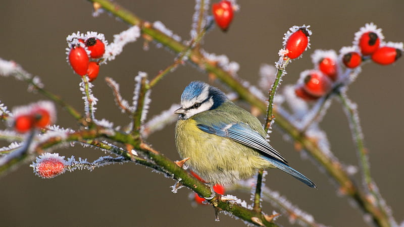 Common Blue Tit, red, pasare, branch, blue tit, winter, fruit, bird, berry, frozen, HD wallpaper