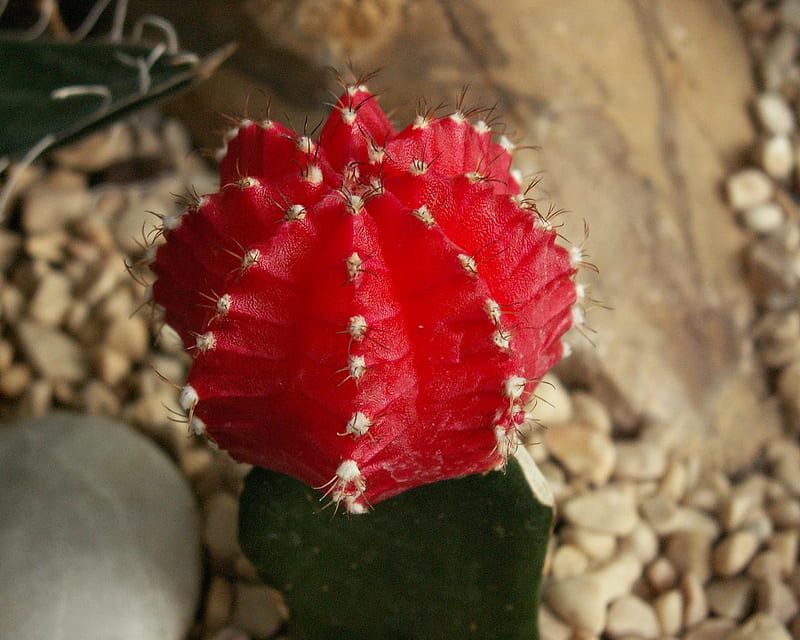 Red Cactus, red, flowers, nature, cactus, HD wallpaper | Peakpx