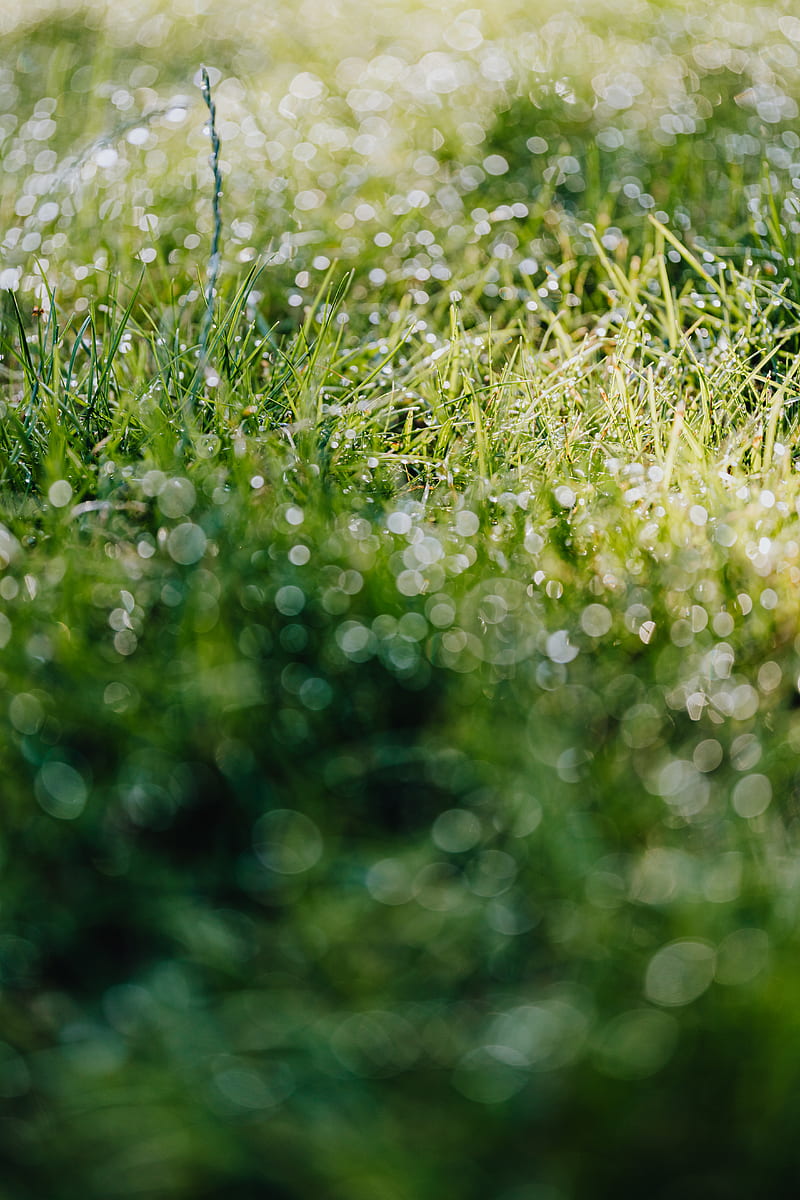 Green Grass With Water Droplets, HD phone wallpaper