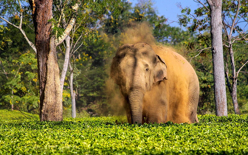 big elephant Africa, wildlife, dust, cloud of dust, elephants, HD wallpaper