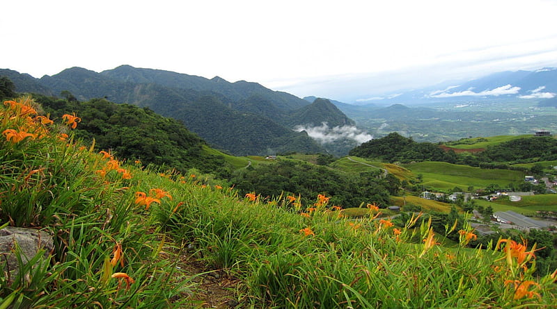 High-mountain daylilies, mountain, orange Dailily, Daylily, Cloudy fog, flowers, nature, bonito, scenery, HD wallpaper
