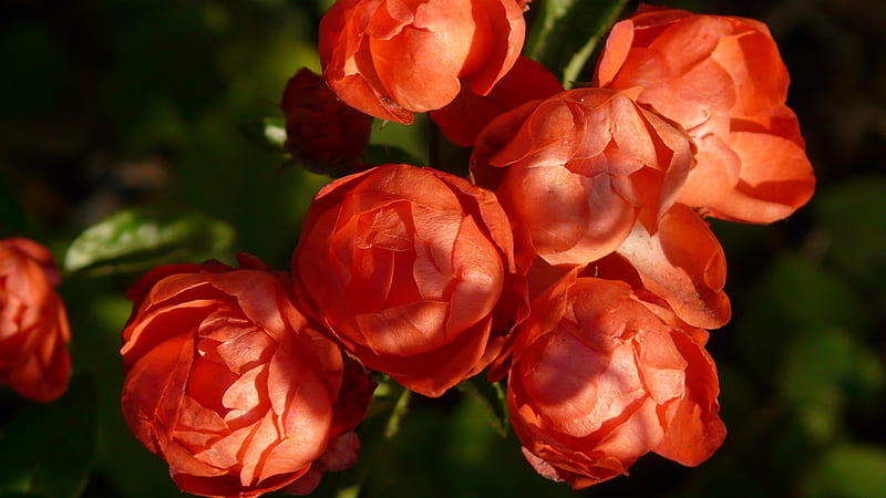 Orange Roses, bloom, orange, macro, nature, petals, roses, buds, HD wallpaper