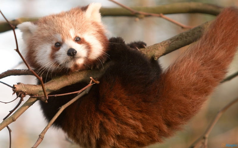 Cute Red Panda Cub, red, cubs, bears, baby animals, pandas, HD ...