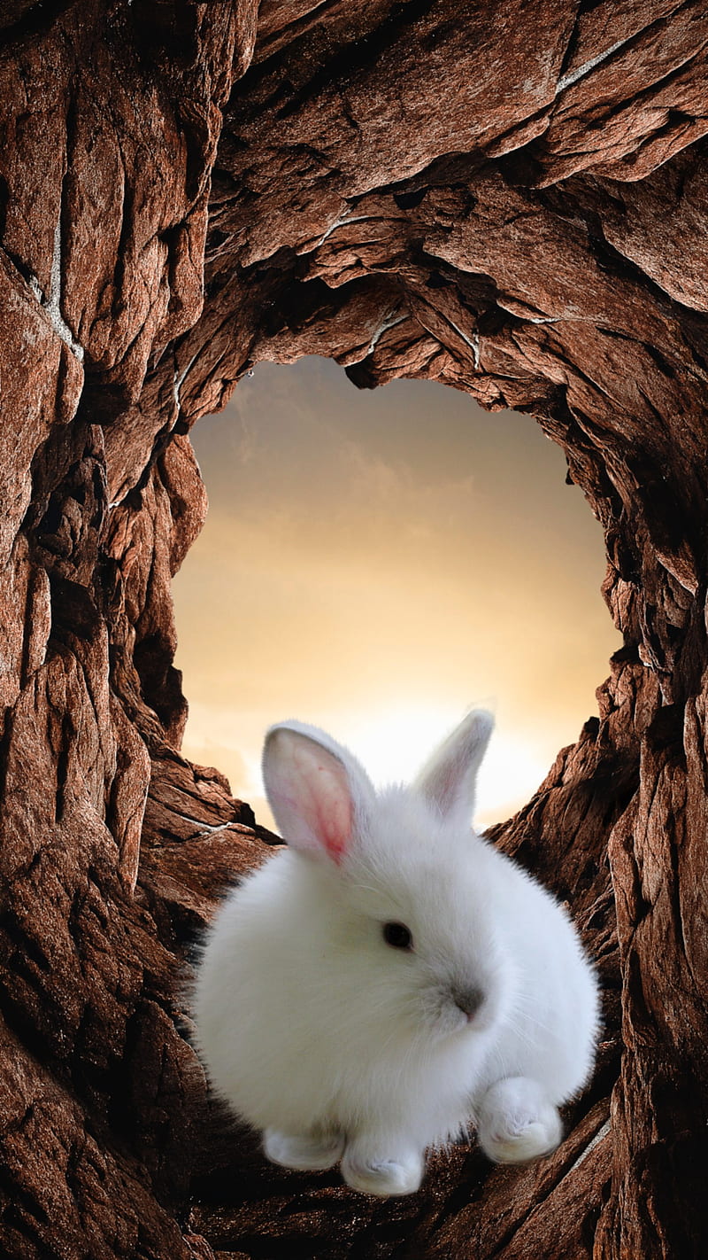 Rabbit, 