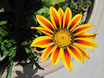 HD orange gazania flower wallpapers | Peakpx