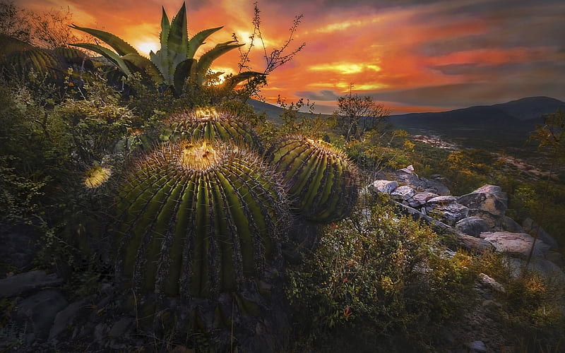 cactus, desert, evening, sunset, sky, Mexico, HD wallpaper