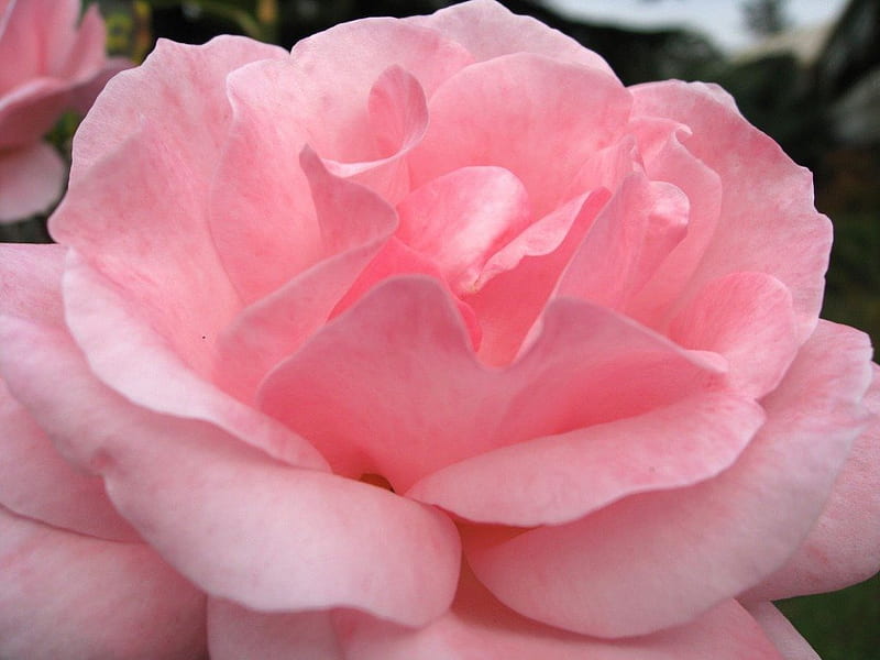 I dedicate this beautiful pink rose to my future Mother -N- Law ( Fanta), family, special, bonito, loving, HD wallpaper