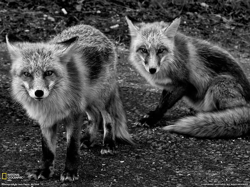 Foxes New Jersey-National Geographic, HD wallpaper