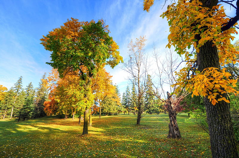 Colored Autumn Trees, HD wallpaper