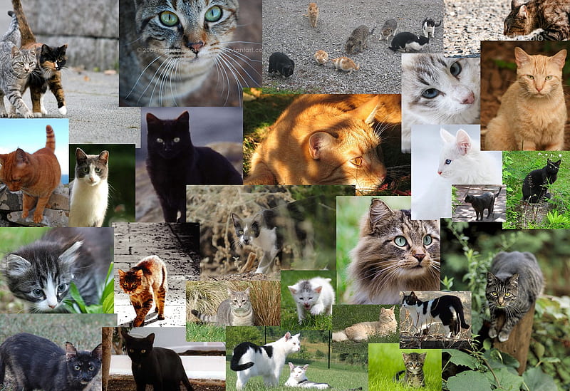 Cat Collage, collage, feral, cats, outdoor, HD wallpaper