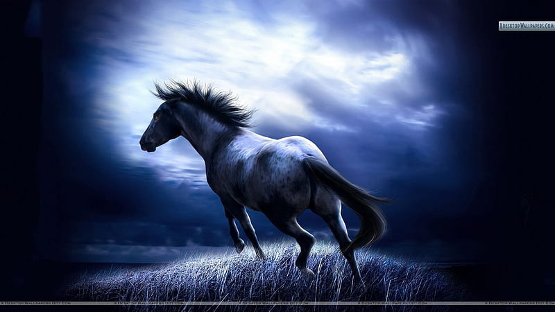 Horse, Running White Horse, HD wallpaper | Peakpx