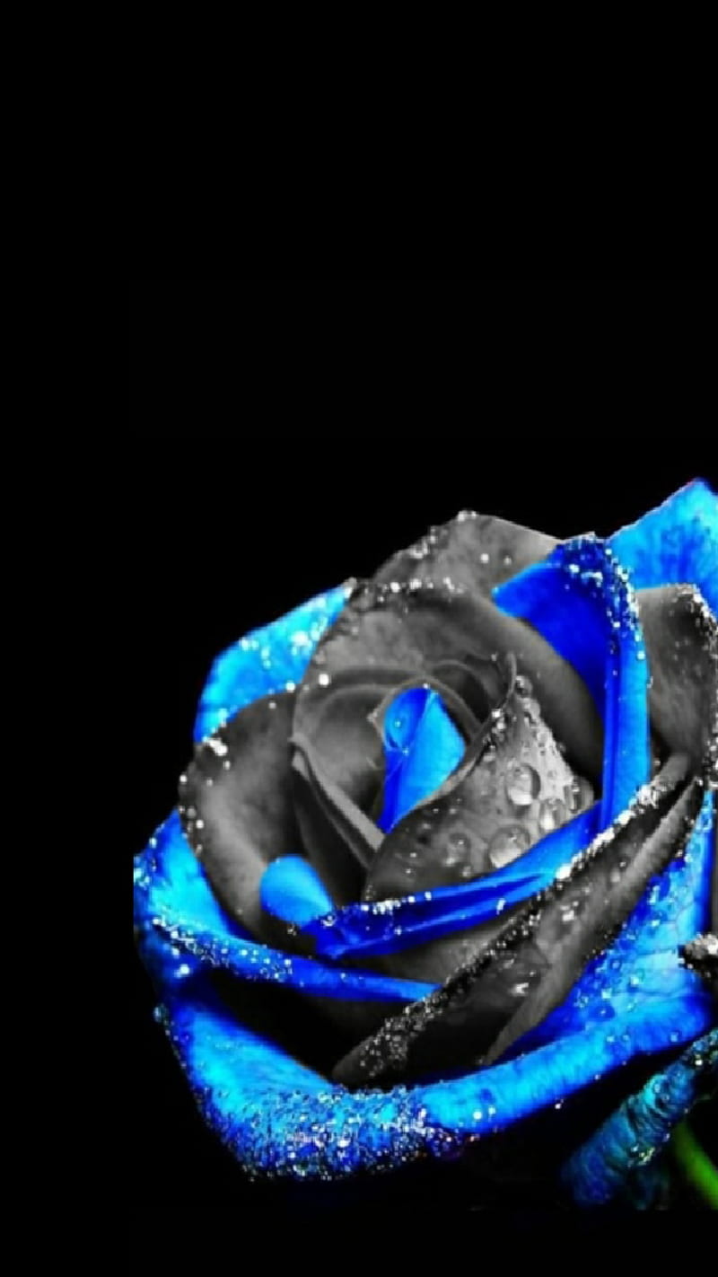Flowers, black, blue, rose, roses, HD phone wallpaper