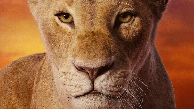 Simba con ojos marrones el rey león, Fondo de pantalla HD | Peakpx