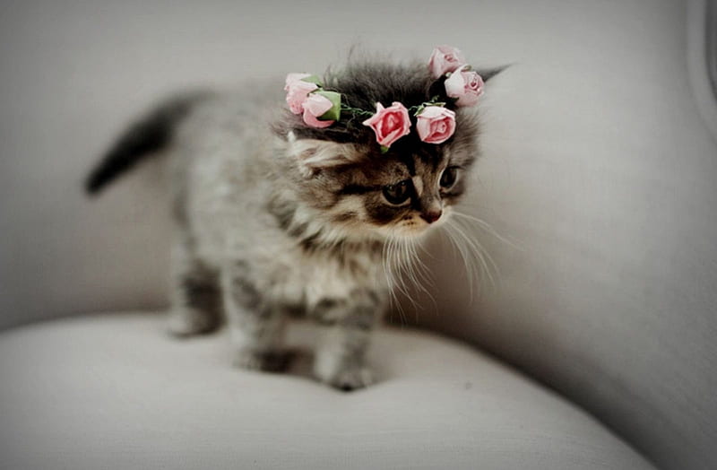 Sweetie , rose, adorable, roses, cat, sweet, cute, graphy, flower, kitten, HD wallpaper