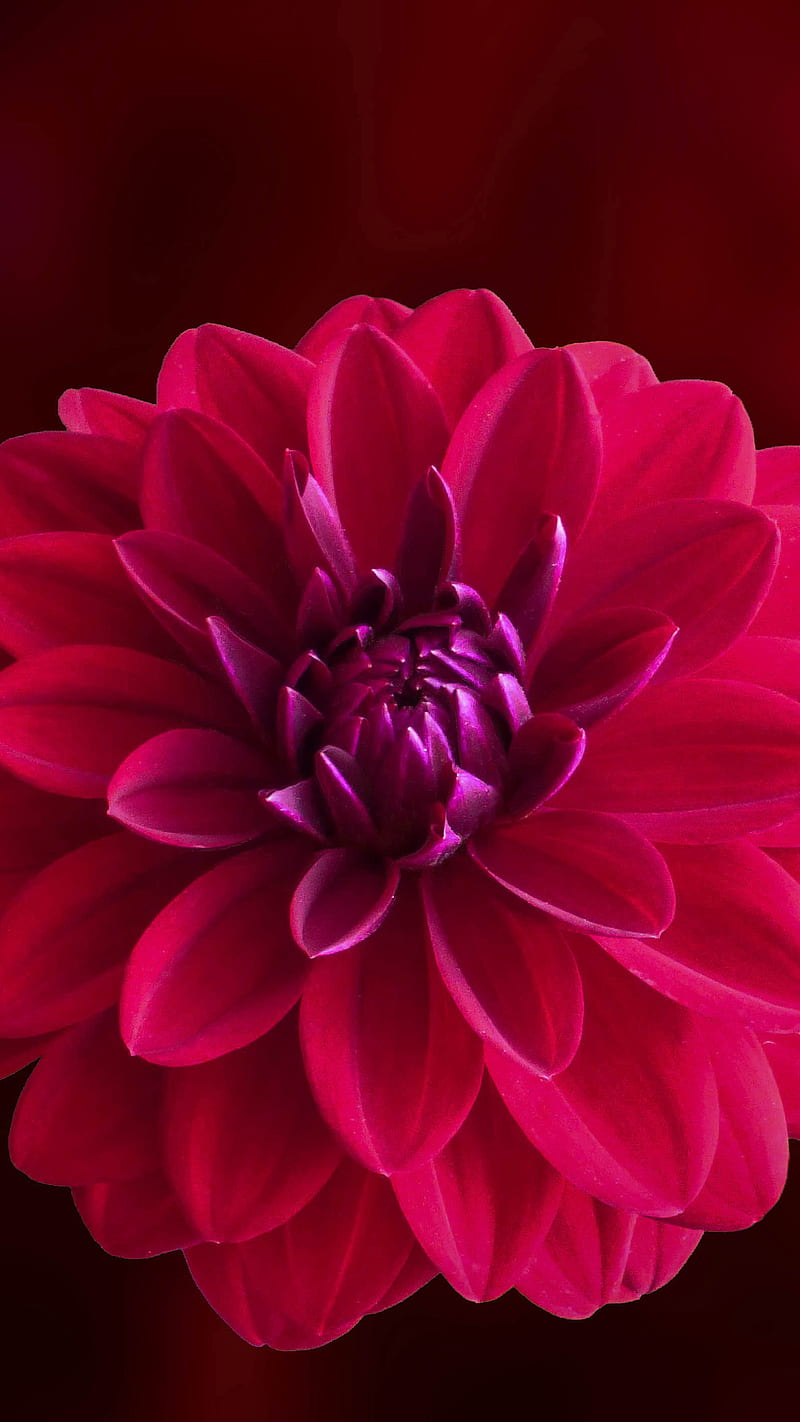 Dalia, flor, rosa, Fondo de pantalla de teléfono HD | Peakpx