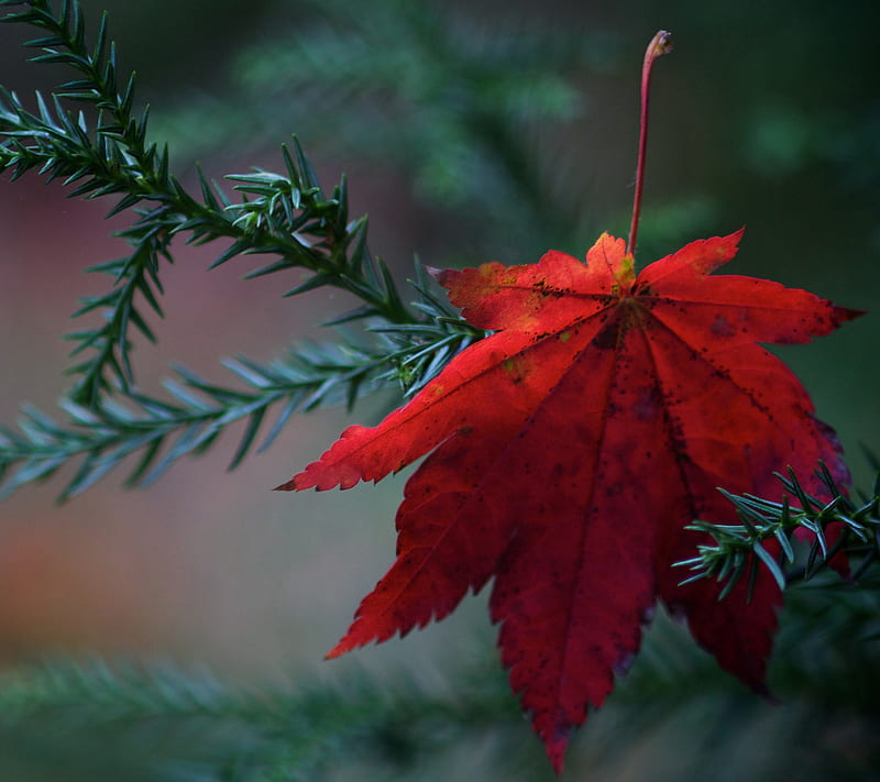 Fallen Leaf, leaf, red, HD wallpaper