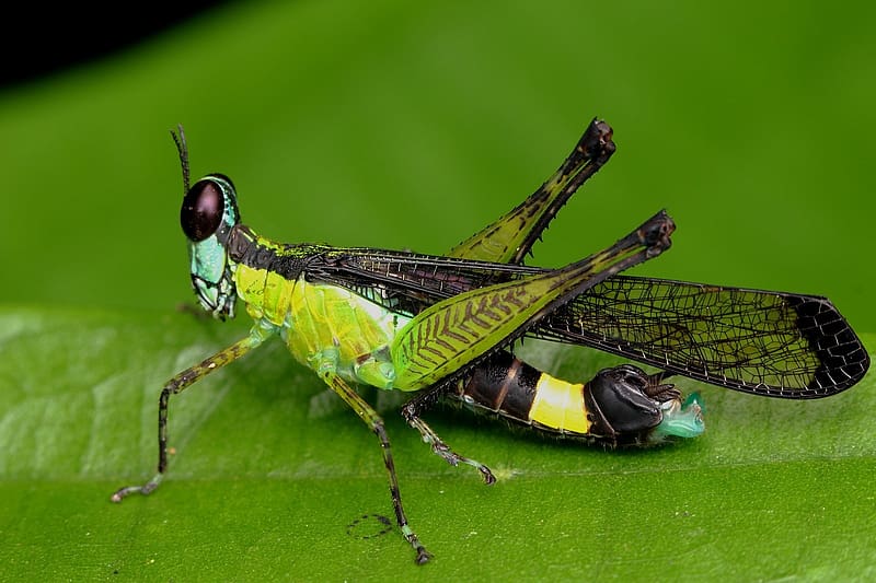 Grasshopper, zoology, insects, animals, entomology, HD wallpaper
